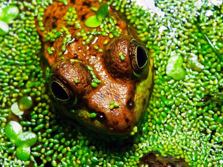wood-frog-swamp